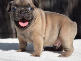 Französische Bulldogge sucht neues Zuhause