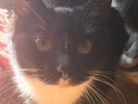 Liebevolle Katze abzugeben