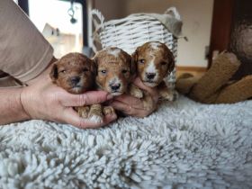 Zwergpudel Welpen mit Ahnentafel