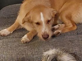 Welpen Mischling abzugeben