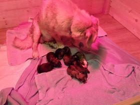 Hundewelpen abzugeben