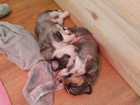 Welpen Mischling abzugeben