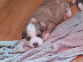 Welpen Mischling abzugeben