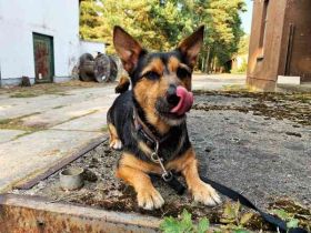 Klex, Dackel-Terrier-Mix, geb 2020, liebevoller Eigenbrödler sucht Zuhause