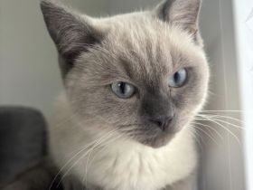 Britisch Kurzhaar Colorpoint