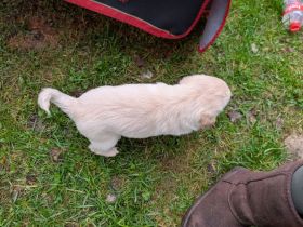 3 Wunderschöner Welpen 3 Monate alt