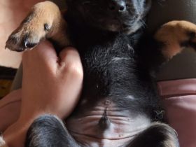3 wunderschöne Jackrussel Mix Welpen