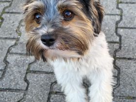 Biewer Yorkshire Terrier