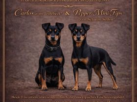 Wurfankündigung Zwergpinscher Mai 2026