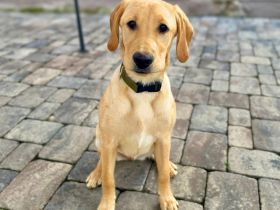 Hera in 71711 Steinheim sucht ihr Für-immer-Zuhause