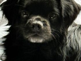 Muckel auf Pflegestelle in 73463 Westhausen sucht sein Für-immer-Zuhause