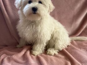 🐾 Süße Malteser Welpen suchen ein liebevolles Zuhause 🐾