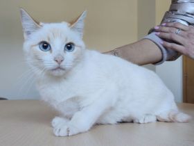 5 Kätzchen, 1 Jahr alt, suchen ein liebevolles Zuhause - dringend!