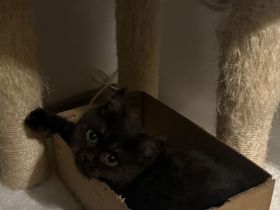 2 britisch Kurzhaarschnitt kätzchen zu verkaufen