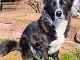 Mathy in 75382 Althengstett sucht sein Für-immer-Zuhause