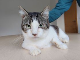 Mama Edelweiß muss aus dem lauten Tierheim raus, mit Sohn Basil - eilt sehr!