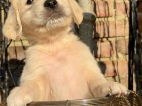 Zuckersüße Golden Retriever Welpen