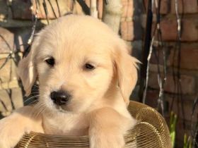 Zuckersüße Golden Retriever Welpen