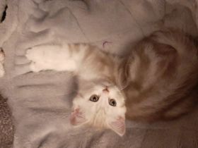 Lady Kiara möchte die Welt erobern