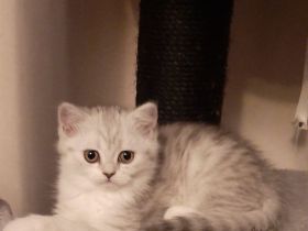 Zauberhafte Kätzchen möchten die Welt erobern