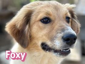 Foxy und Raoul 11/25 - bezaubernde Wuschelchen suchen Familien