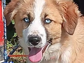 Blue, Foxy, Morgana, Peggy, Ramon, Raoul und Spoty 11/25 - bezaubernde Wuschelchen suchen Familien