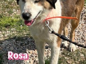 Rosa, 12/23 - tolle Mama sucht ein Zuhause