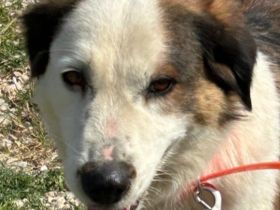 Rosa, 12/23 - tolle Mama sucht ein Zuhause