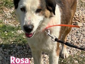 Rosa, 12/23 - tolle Mama sucht ein Zuhause