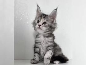 Reinrassige Maine-Coon-Kätzchen