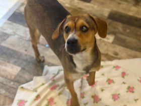 Nell, 2,5 Jahre, blind, freundlich und Menschenbezogen, sucht einen Gnadenplatz