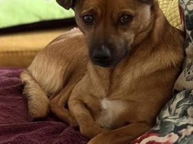 Angeleye, eine zarte, lebensfrohe Hündin auf der Suche nach genau solchen Menschen