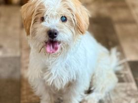 Kim, 6 Jahre, blind, lieb auf der Suche nach einem guten Zuhause