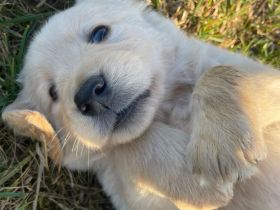 Malinois x Golden Retriever Welpen