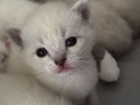 Siam / BKH Kitten
