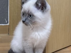 Siam / BKH Kitten