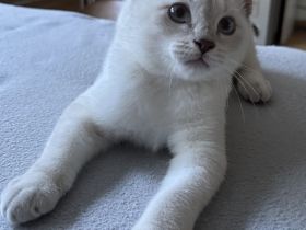 Siam / BKH Kitten