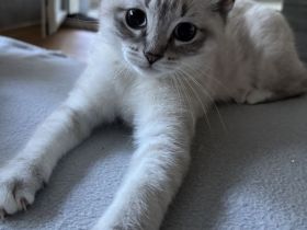Siam / BKH Kitten
