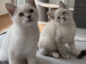 Siam / BKH Kitten