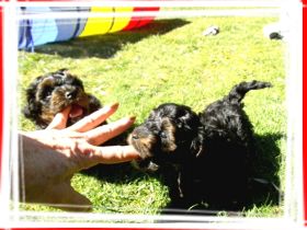 Zuckersüße, kleine Yorkshire Terrier / Toy Pudel F1 Verpaarung mit Ahnenpass ( Papiere )