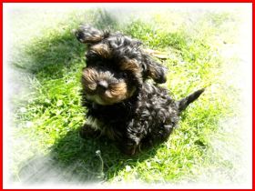 Zuckersüße, kleine Yorkshire Terrier / Toy Pudel F1 Verpaarung mit Ahnenpass ( Papiere )