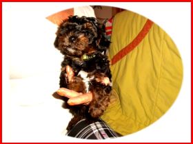 Zuckersüße, kleine Yorkshire Terrier / Toy Pudel F1 Verpaarung mit Ahnenpass ( Papiere )