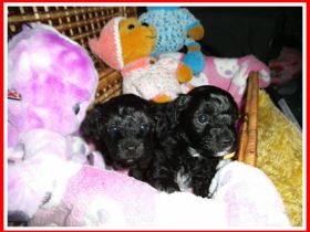 Zuckersüße, kleine Yorkshire Terrier / Toy Pudel F1 Verpaarung mit Ahnenpass ( Papiere )