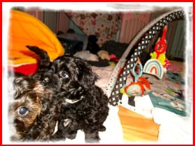 Zuckersüße, kleine Yorkshire Terrier / Toy Pudel F1 Verpaarung mit Ahnenpass ( Papiere )