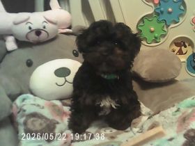Der kleine Bobby, Yorkshire Terrier / Toy Pudel F1 Doodle Verpaarung mit Ahnenpass ( Papiere )