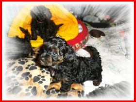 Zuckersüße, kleine Yorkshire Terrier / Toy Pudel F1 Verpaarung mit Ahnenpass ( Papiere )