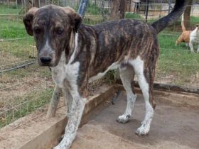 Rüde Philip / derzeit noch in Griechenland