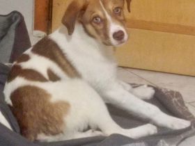 Welpe Agapi / weiblich / derzeit noch in Griechenland