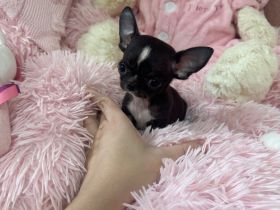 Mini Teacup Chihuahua Rüde