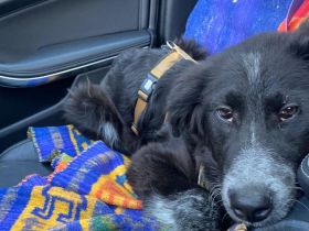 Wer schenkt Fräulein Menke sein Herz und ein liebevolles Für-Immer-Zuhause?